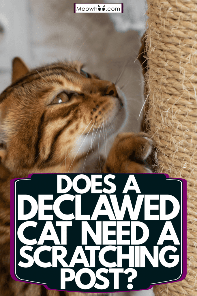 A domestic cat clawing a tall scratching post, Does A Declawed Cat Need A Scratching Post?