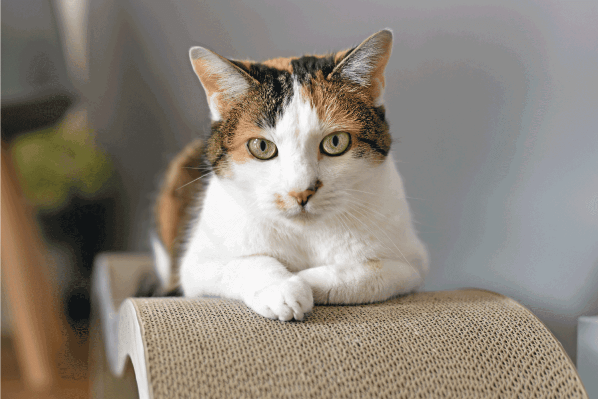 Female domestic calico Cat with green eyes lying on cardboard scratch board