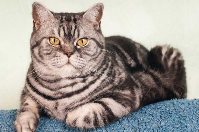 Full body portrait of American Shorthair Cat, Do American Shorthair Cats Get Along With Other Cats? [And Other Pets]
