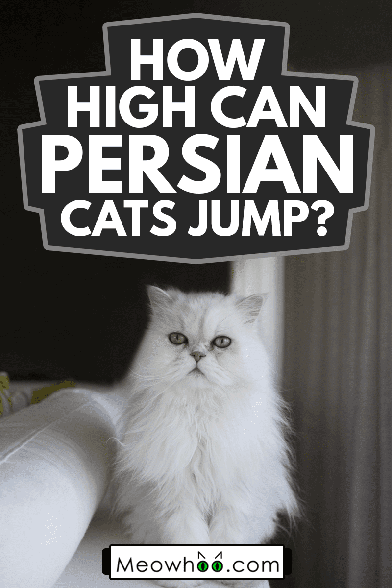 White persian cat looking at the camera, How High Can Persian Cats Jump?