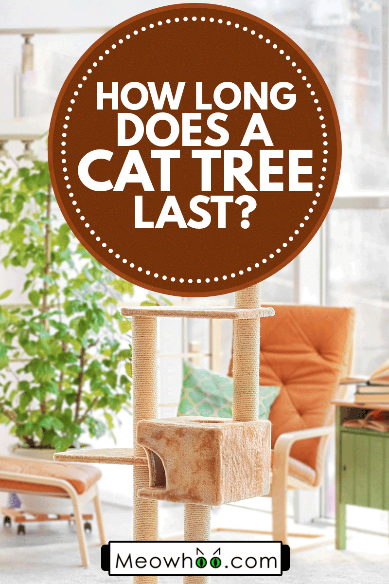 Cat tree in a modern room, How Long Does A Cat Tree Last?
