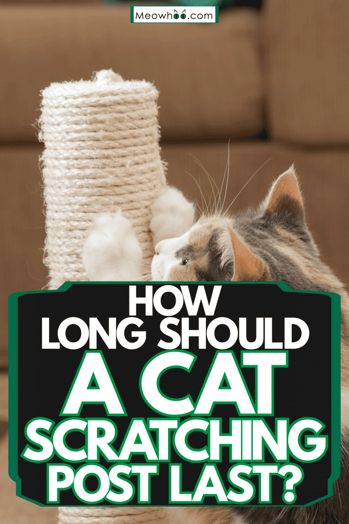 A cute ginger cat having fun with his scratching post, How Long Should A Cat Scratching Post Last?