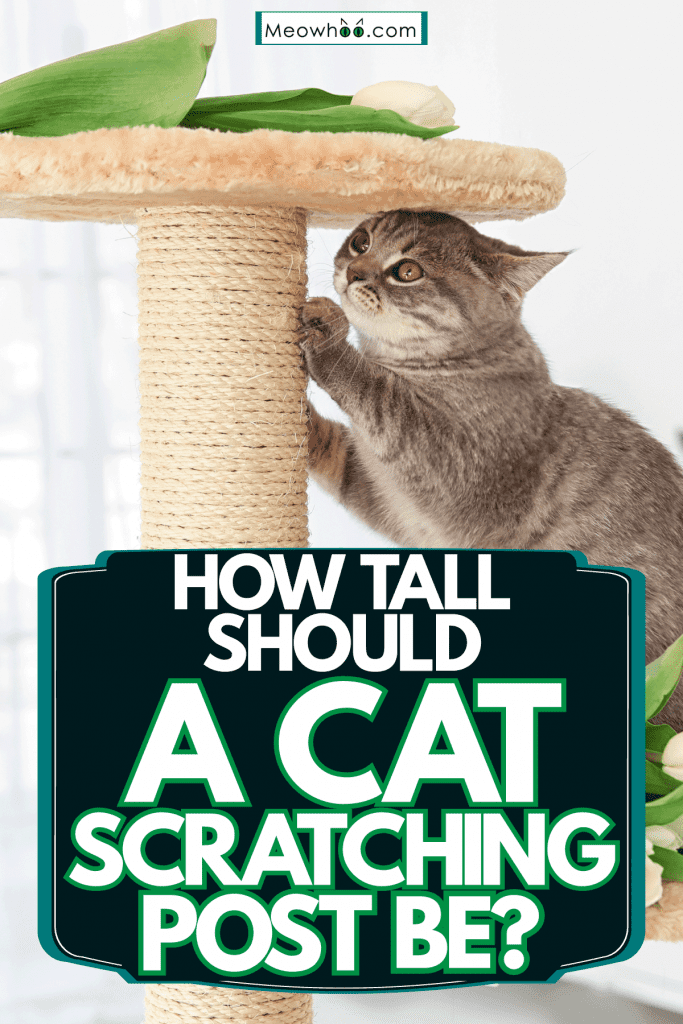 A British shorthair cat clawing his scratching post, How Tall Should A Cat Scratching Post Be?