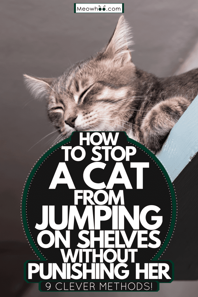 A calm cat sleeping and dreaming on the shelves, How To Stop A Cat From Jumping On Shelves Without Punishing Her—9 Clever Methods!