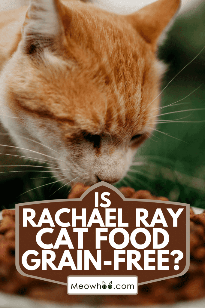 A cat eating food from white cat bowls in the spring garden, Is Rachael Ray Cat Food Grain-Free?
