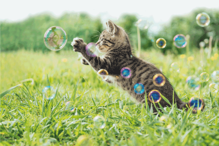 Kitten playing with soap bubbles on green field in summer. Are Catnip Bubbles Safe For Cats