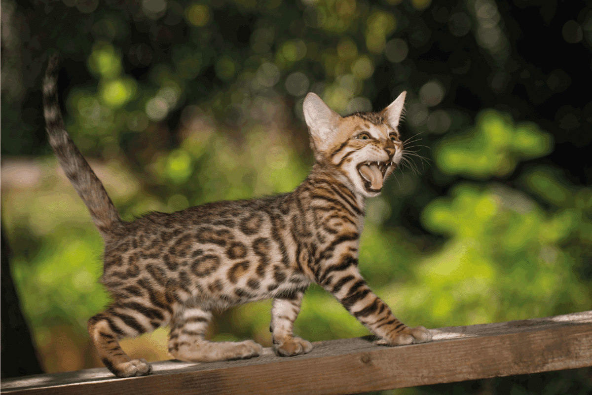 Moewing Gold Bengal Kitten Walk on plank outdoor, side view, nature green background