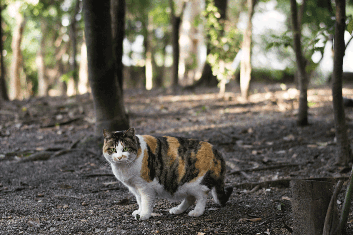 Pregnant calico cat in the forest