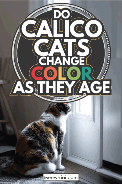 Sad, calico cat sitting, looking through small front door window on porch. Do Calico Cats Change Color As They Age