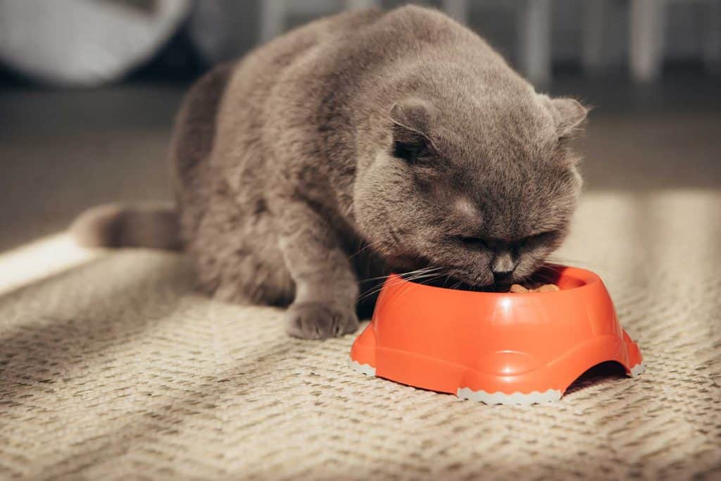 Scottish fold cat eating from red bowl
