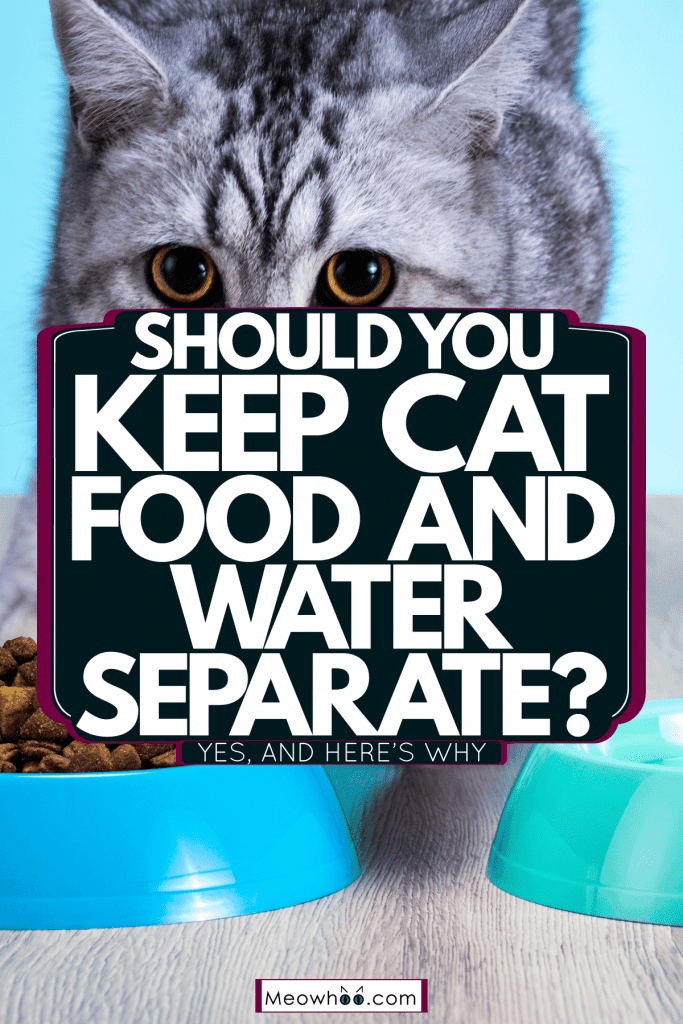 A gray Scottish fold cat eating his dry cat food, Should You Keep Cat Food And Water Separate? [Yes, And Here's Why]