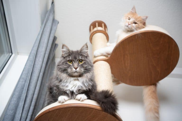 low angle view of two fluffy maine coon longhair cats resting on scratching post looking down at camera