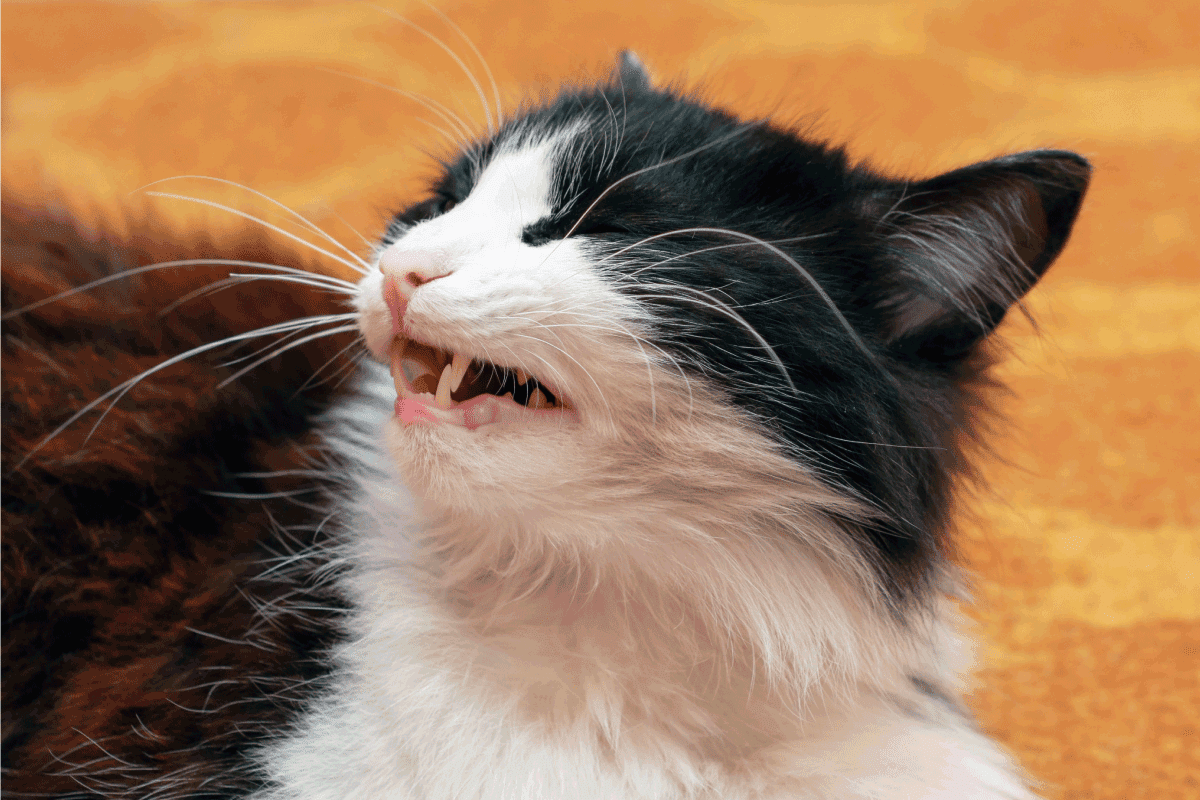 Sneezing cat close-up. A cat's head with an open mouth and visible teeth. Does Catnip Make Cats Sneeze