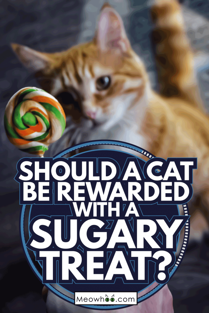 The cat wants to eat a Lollipop. Should A Cat Be Rewarded With A Sugary Treat