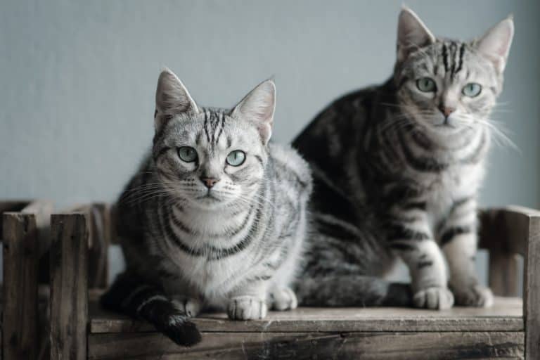 Two cats sitting on old wood shelf. How Big Do American Shorthair Cats Get
