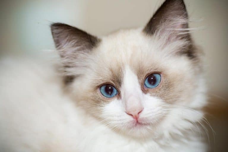 Two month old ragdoll kitten, Are Ragdolls One-Person Cats?
