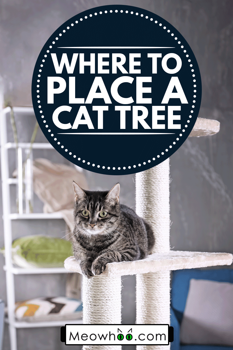 Cat sitting on tree, Where To Place A Cat Tree