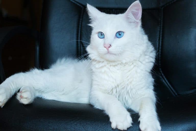 White cat with blue eyes in the car chair, Do Ragdoll Cats Travel Well?