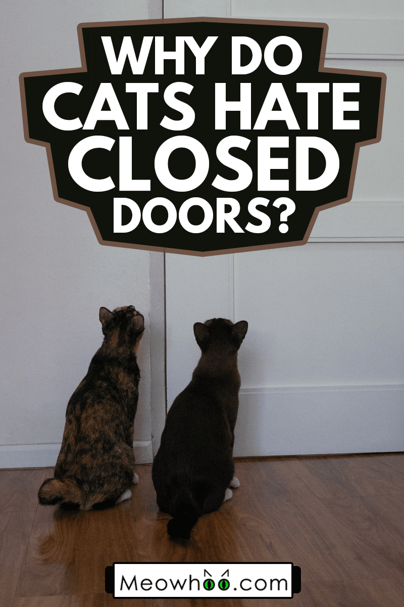 Domestic kitty cats are sitting at the door waiting for owner to let them go outside, Why Do Cats Hate Closed Doors?