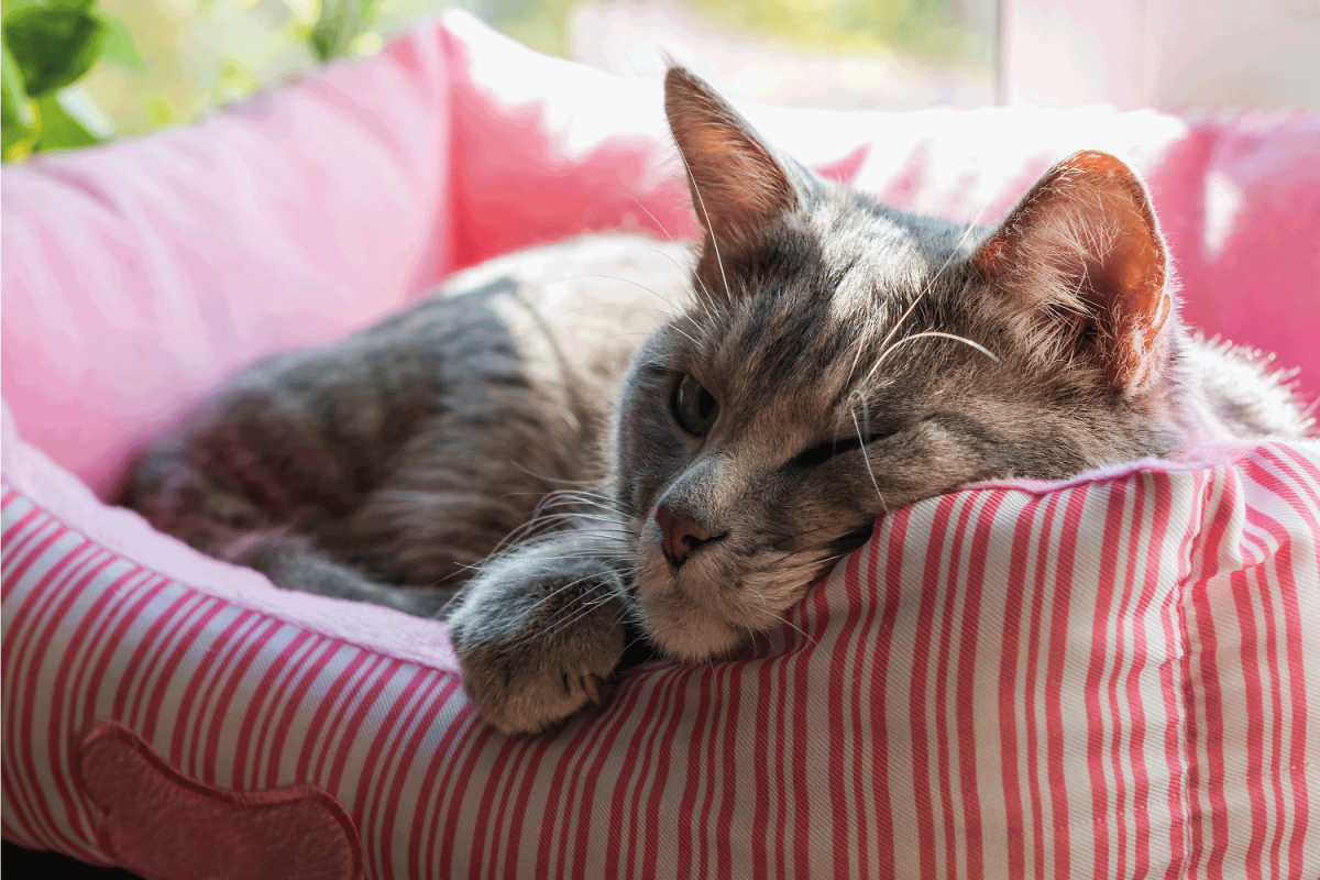 cat sleeping on a pink pillow