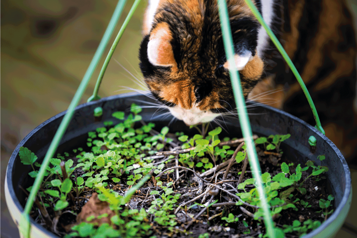 cat sniffing and eating small catnip green potted plants in flower pot in outdoor home garden