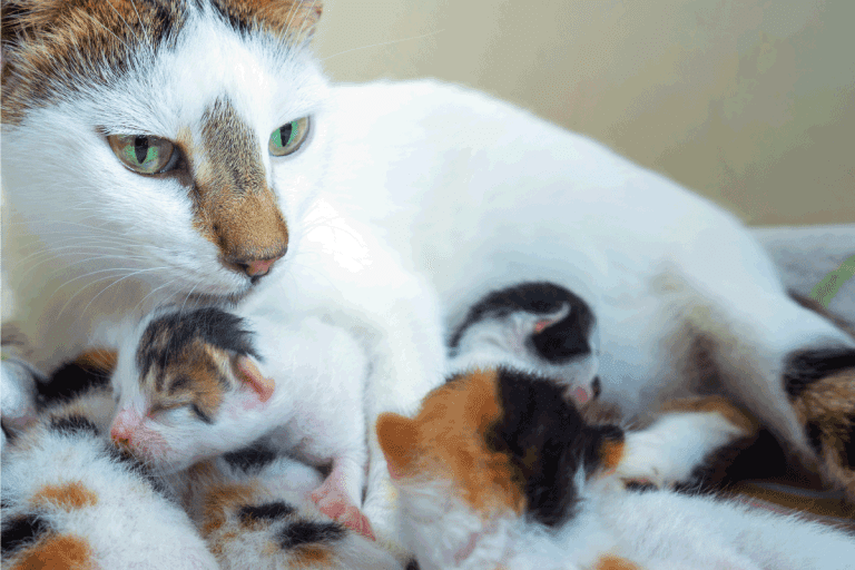 cat taking care of her litter, closu up photo. How Many Litters Should You Let Your Cat Have