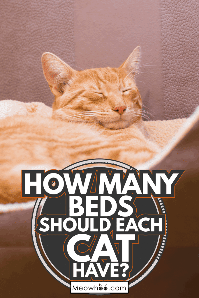 funny looking cat while sleeping on its pillow bed. How Many Beds Should Each Cat Have
