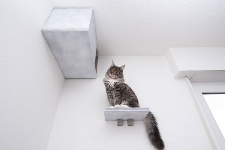 low angle view of a young blue tabby maine coon cat sitting on shelf board of a cat furniture pet cave attached to white wall looking down at camera, How To Make A Floating Cat Shelf