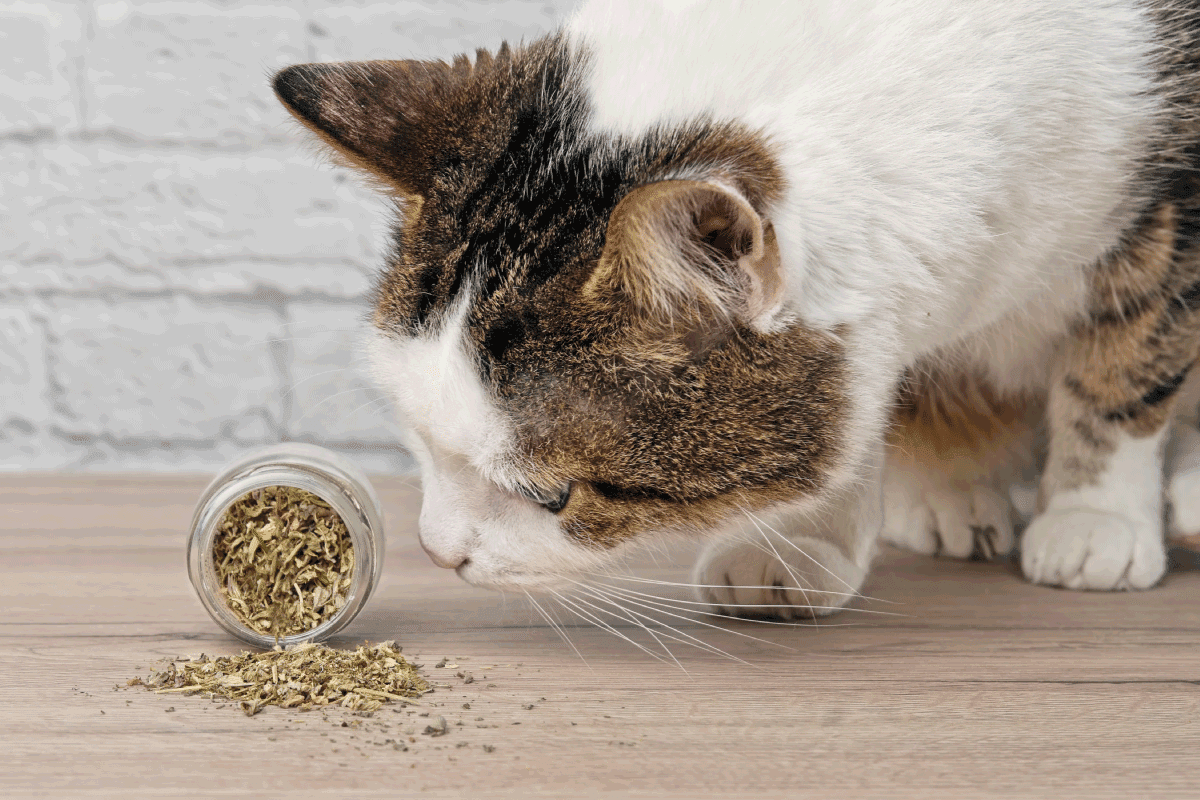 tabby cat enjoying spilled dried catnip. Does Catnip Make Cats Sleepy