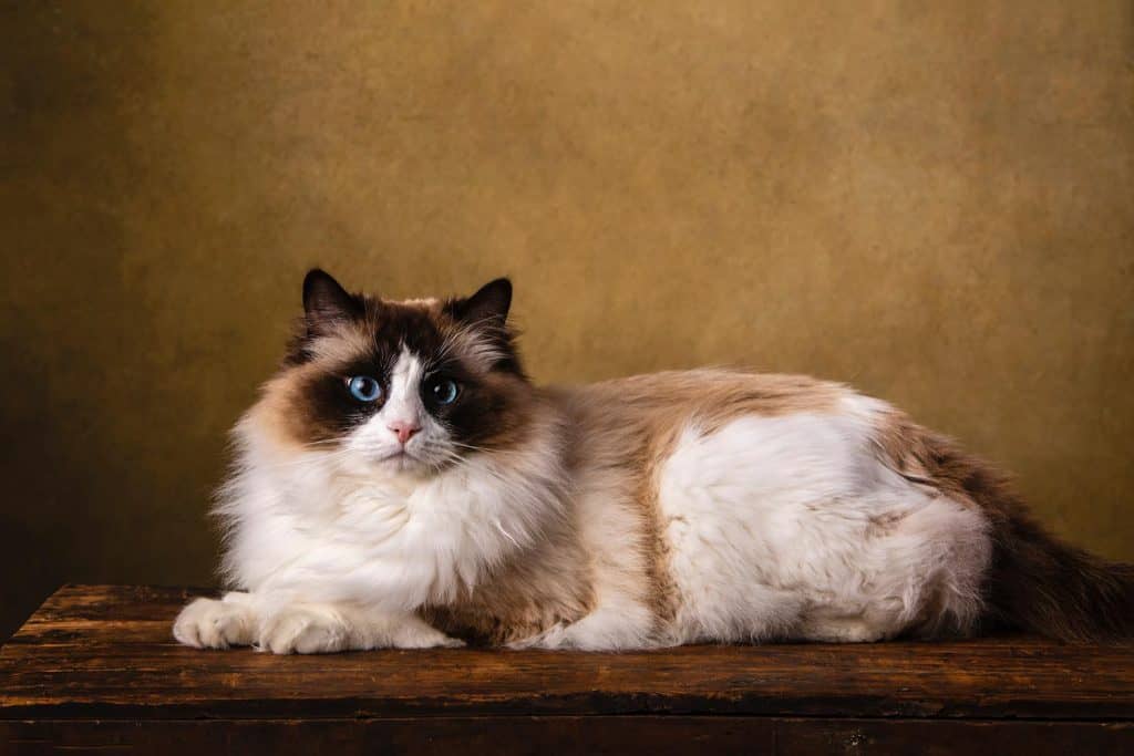 Un beau chat Ragdoll bicolore de race pure, marron et blanc aux yeux bleus