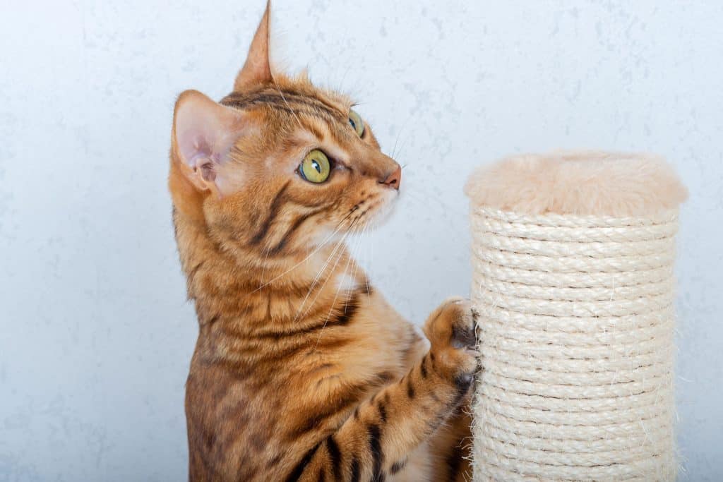 A cute ginger cat clawing and having fun with his scratching post