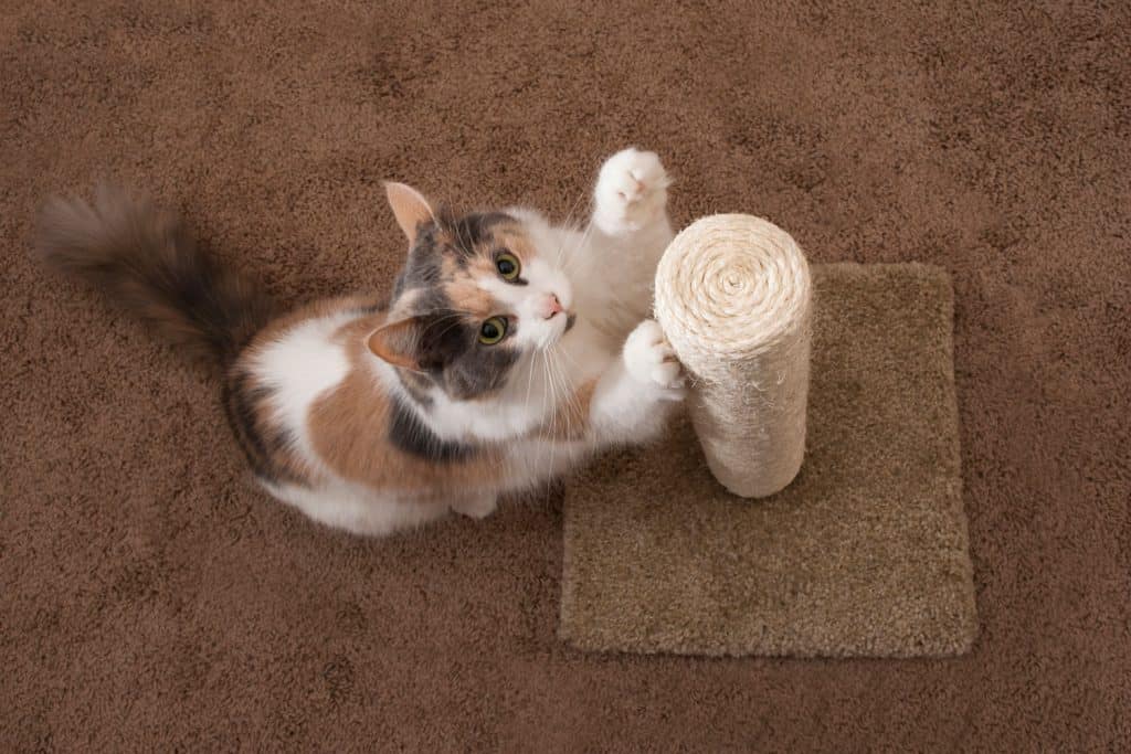 A domestic cat using a scratching post