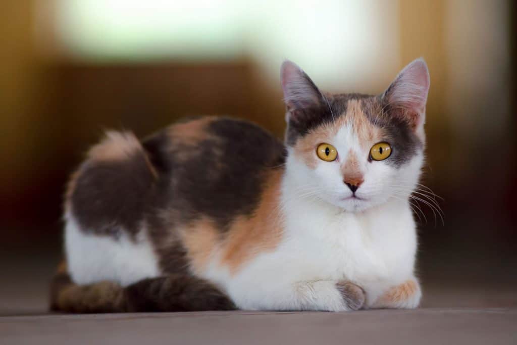 A startled Calico cat looking at the camera