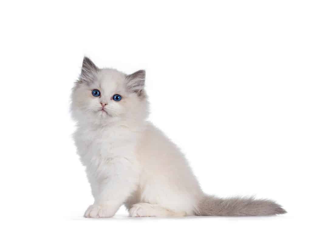 Adorable bicolor Ragdoll cat kitten sitting side ways