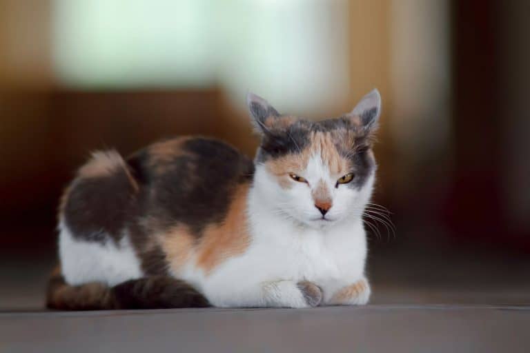 An angry looking Calico cat staring at the camera, Do Calico Cats Like Water?