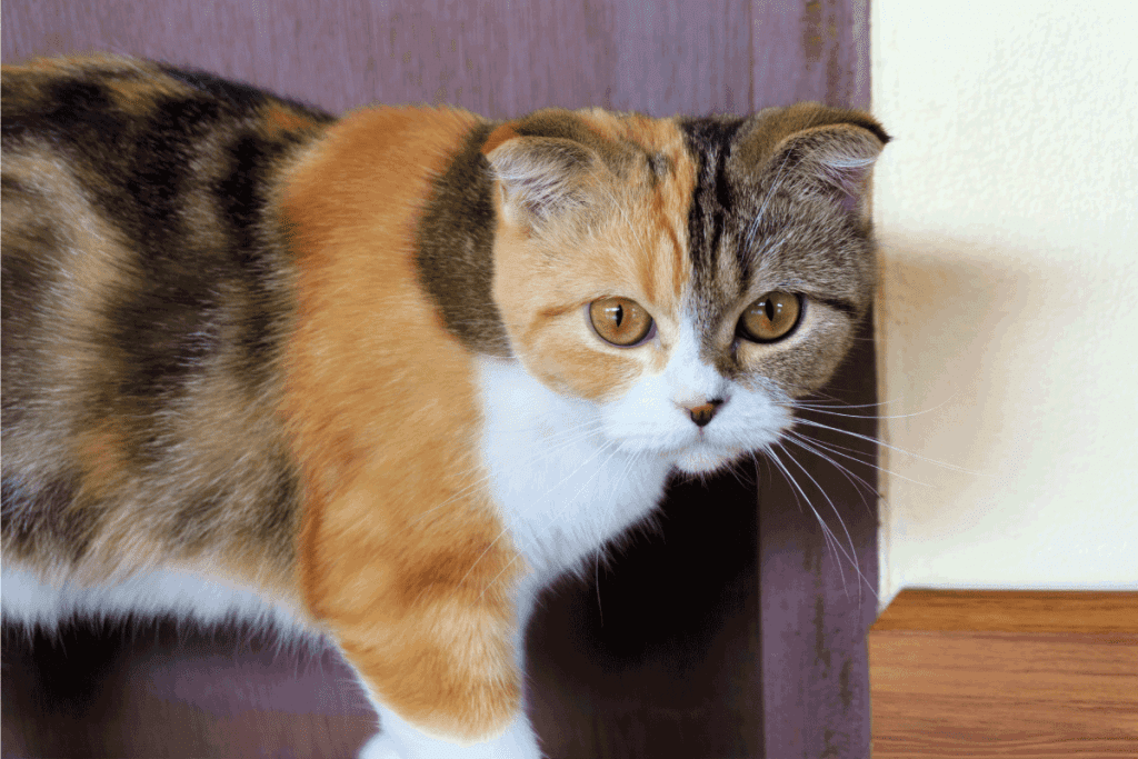 Calico Scottish Fold cat looking at camera. Do Calico Cats Have More Health Problems