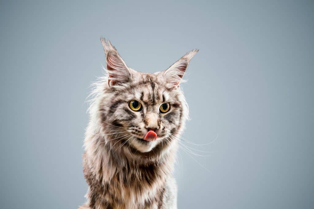 Close-up of Maine Coon sticking out tongue, When Do Maine Coon Cats Become Fully Grown?