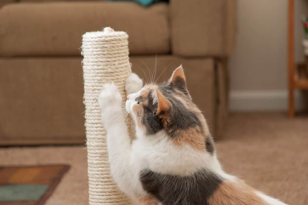 Closeup of a household cat using a scratching post