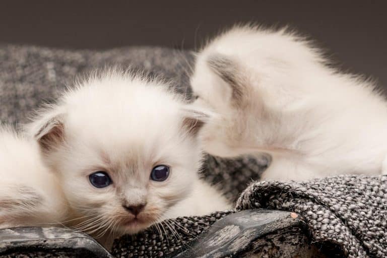 Cute little white kittens only a few days old, Are Ragdolls Born White: Yes, And Here's Why