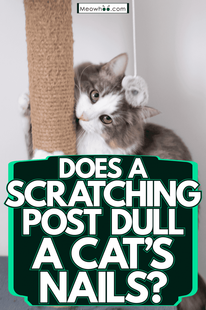 A cute gray cat clawing and biting his scratching post, Does A Scratching Post Dull A Cat's Nails?