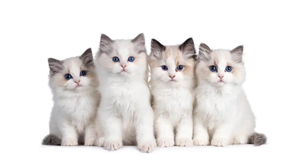 Group of 4 Ragdoll cat kittens sitting beside each other on perfect row