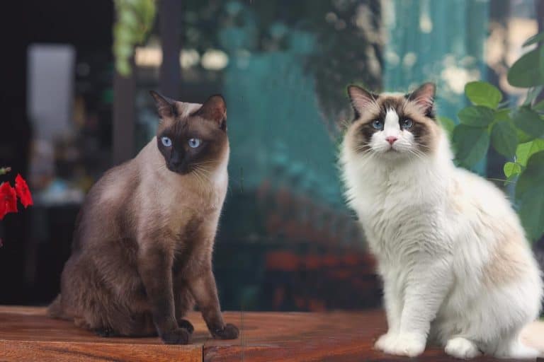 Ragdoll and Siamese cat sitting on top of a table, Do Ragdolls And Siamese Get Along?