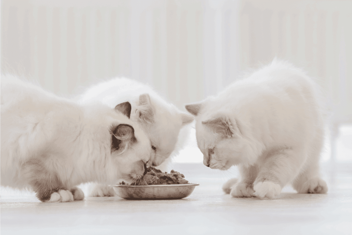 Ragdoll cats in light room eating on a food bowl