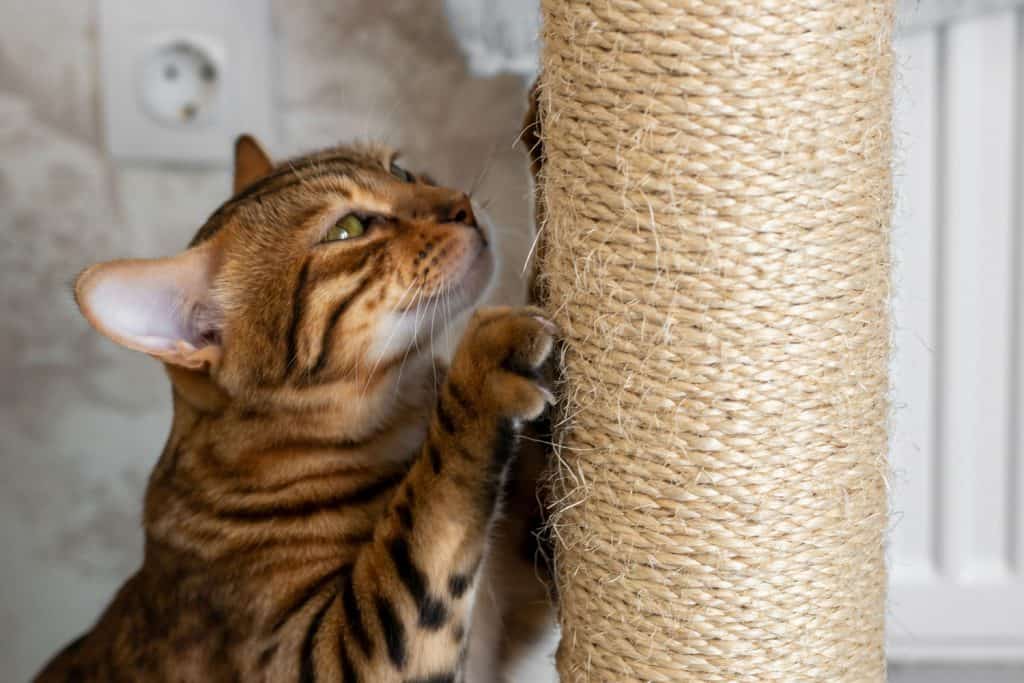 Spotted domestic cat sharpening claws on a scratching post