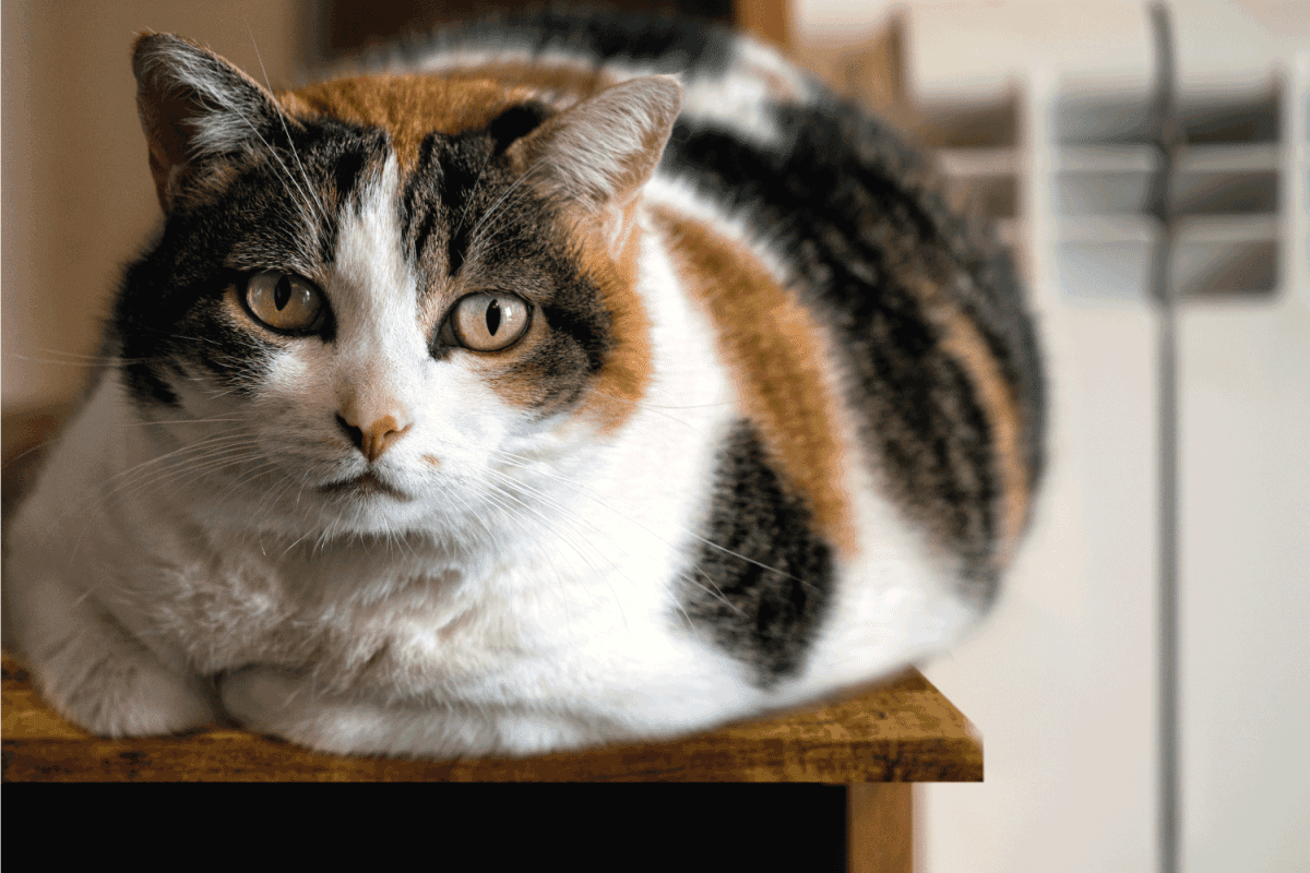 chubby male calico cat on wooden desk
