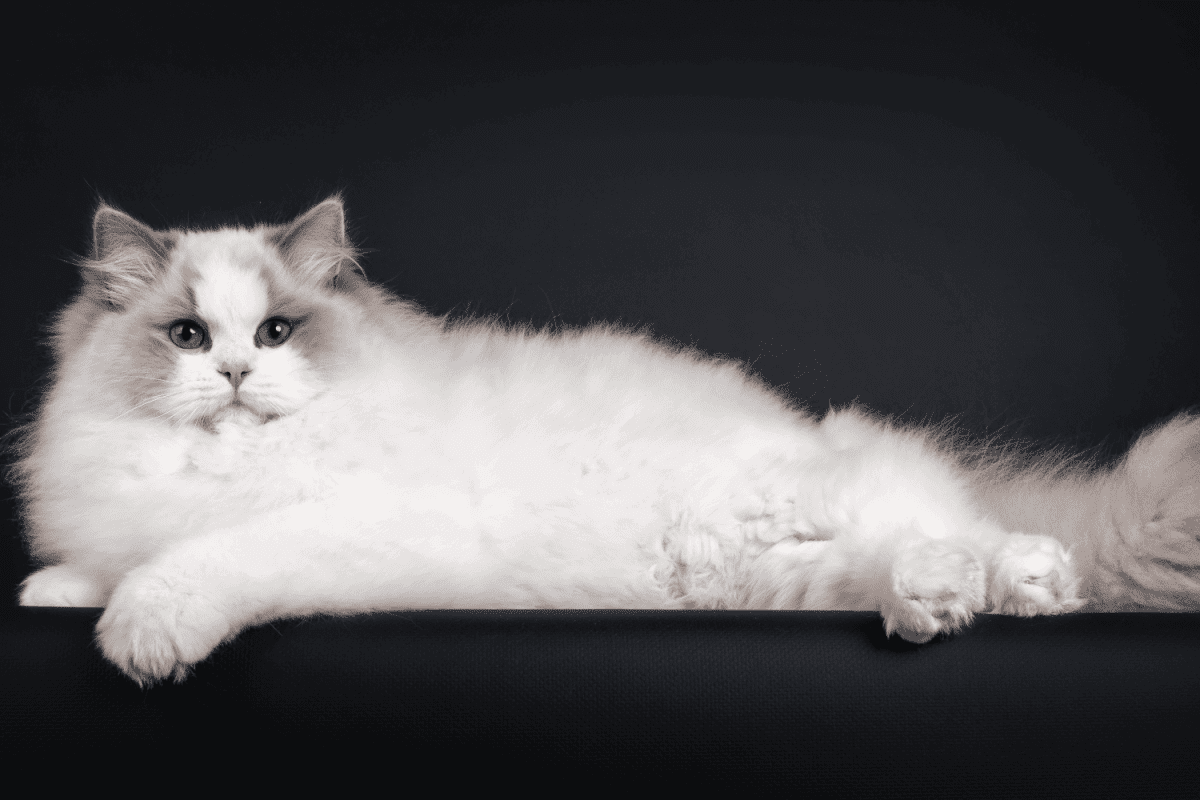 enormous male ragdoll cat laying sideways on black background