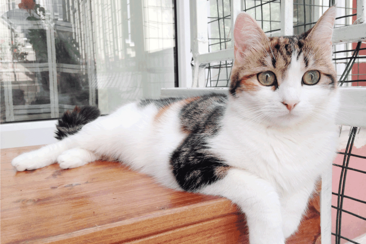 calico cat laying down on the table