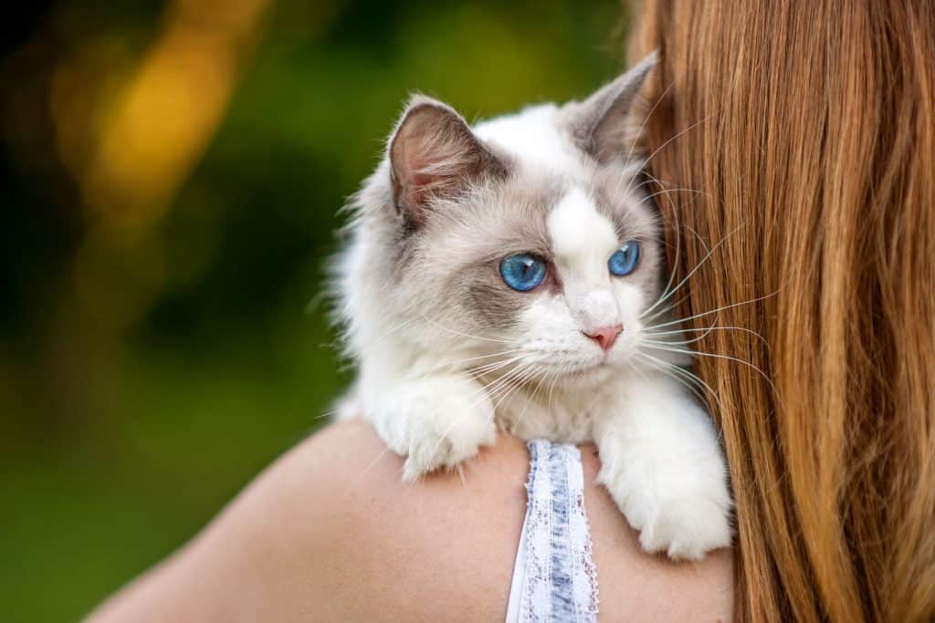 A blue eyed ragdoll cat and his human