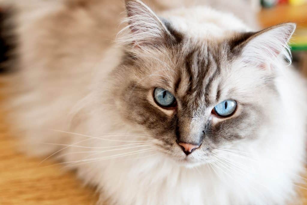 A brown and white Ragdoll cat staring at the camera