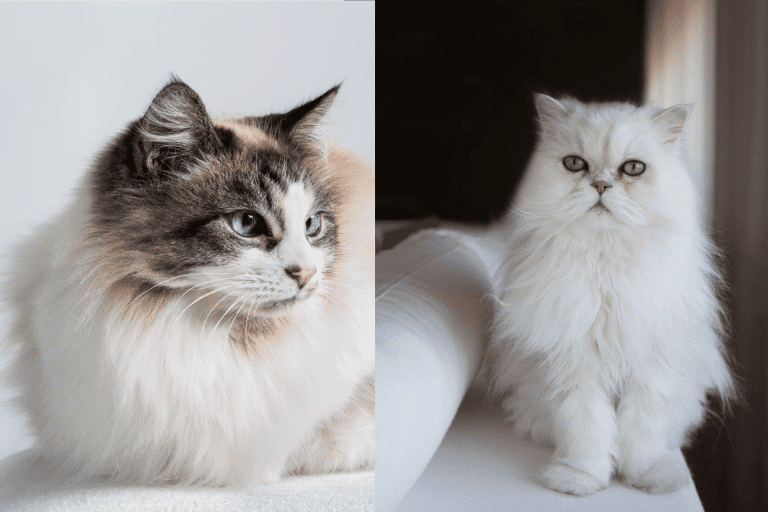 A collaged photo of a Ragdoll and Persian cat, Ragdoll Cats Vs. Persians - Which Breed Is Right For You?